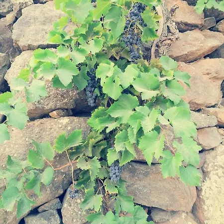 Partaitria לינה וארוחת בוקר